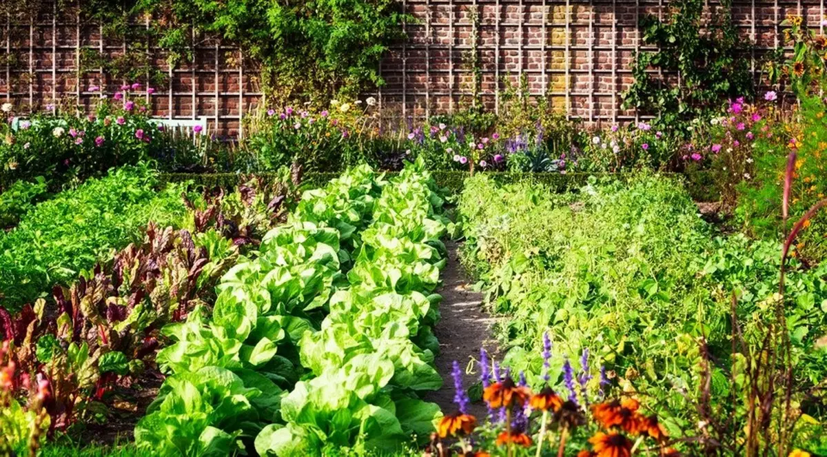 برای باغداران بی تجربه: 5 نکته در مورد چگونگی ایجاد اولین باغ خود