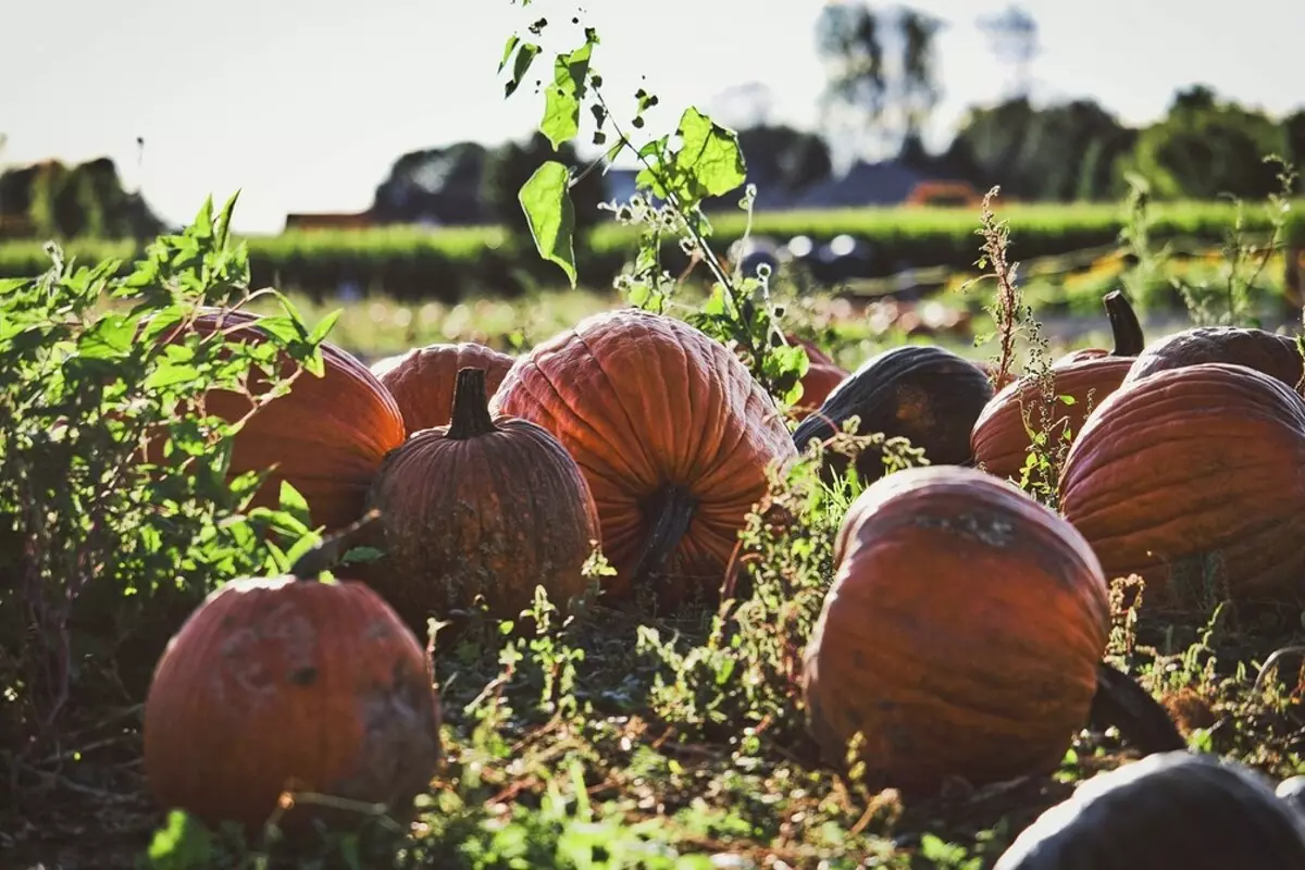 Vir onervare tuiniers: 5 wenke oor hoe om jou eerste tuin te skep 3147_20