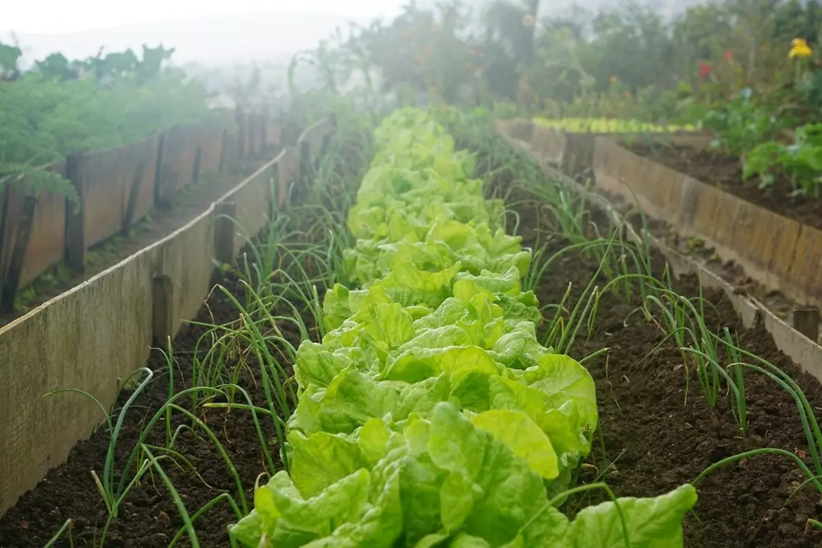 Para jardineros inexpertos: 5 consejos sobre cómo crear su primer jardín 3147_21