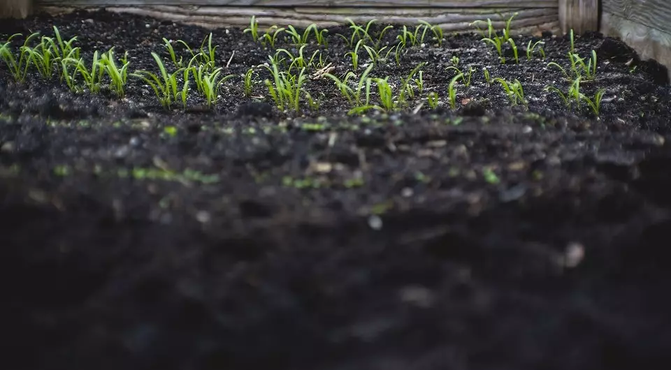 Pieredzējušiem dārzniekiem: 5 padomi par to, kā izveidot savu pirmo dārzu 3147_3