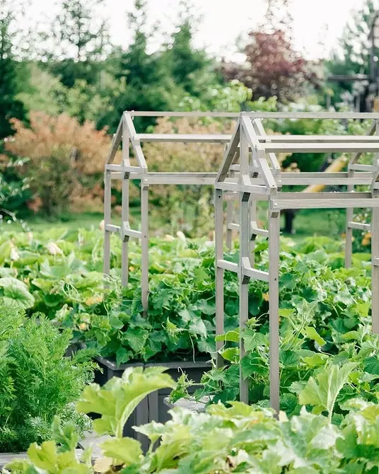 Untuk tukang kebun yang tidak berpengalaman: 5 Tips Cara Membuat Taman Pertama Anda 3147_7