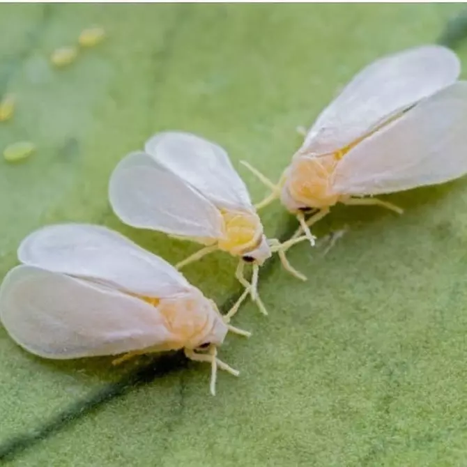 အိမ်တွင်းပန်းများနှင့်ပျိုးပင်များပေါ်တွင် whiteflies များကိုမည်သို့ဖယ်ရှားရမည်နည်း 3156_10