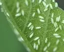 How to get rid of whiteflies on domestic flowers and seedlings 3156_14