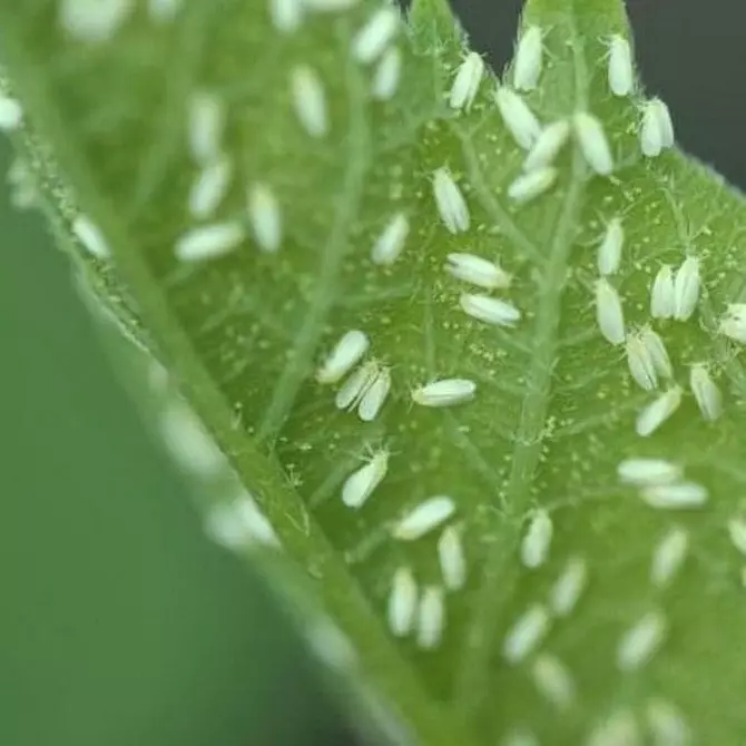 How to get rid of whiteflies on domestic flowers and seedlings 3156_16