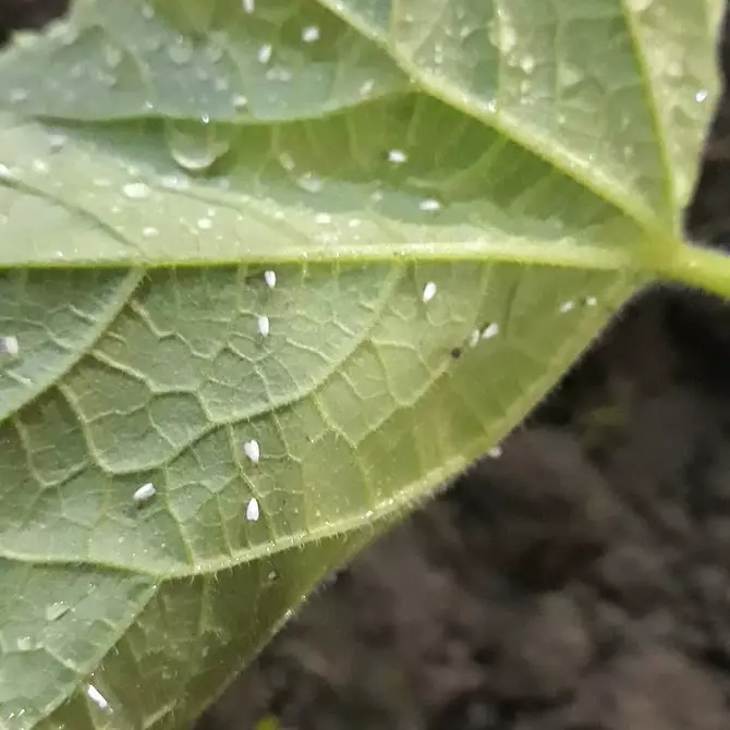 Paano mapupuksa ang mga whiteflies sa mga domestic na bulaklak at mga seedlings 3156_17