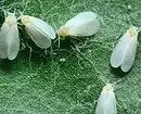 Cum să scapi de whiteflies pe flori casnice și răsaduri 3156_20