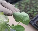 Comment se débarrasser des Blancflies sur des fleurs domestiques et des semis 3156_3