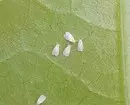 Hur bli av med vitflugor på hushållsblommor och plantor 3156_4