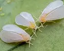 घरेलू फूलों और रोपण पर whiteflies से छुटकारा पाने के लिए कैसे 3156_8