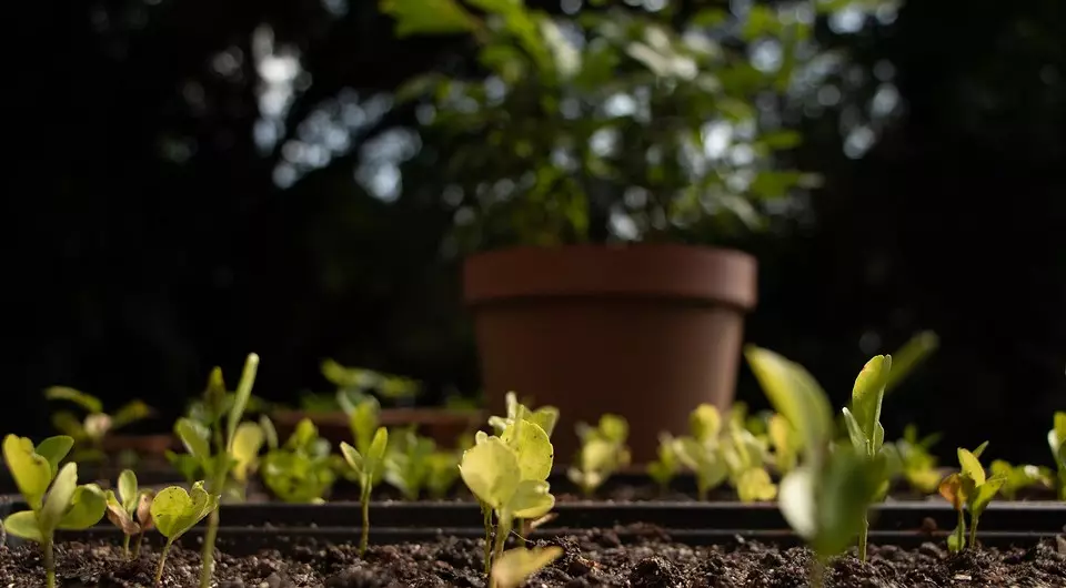 Que faire avec un jardin abandonné pour devenir une décoration de dacha: 3 idées 3171_17