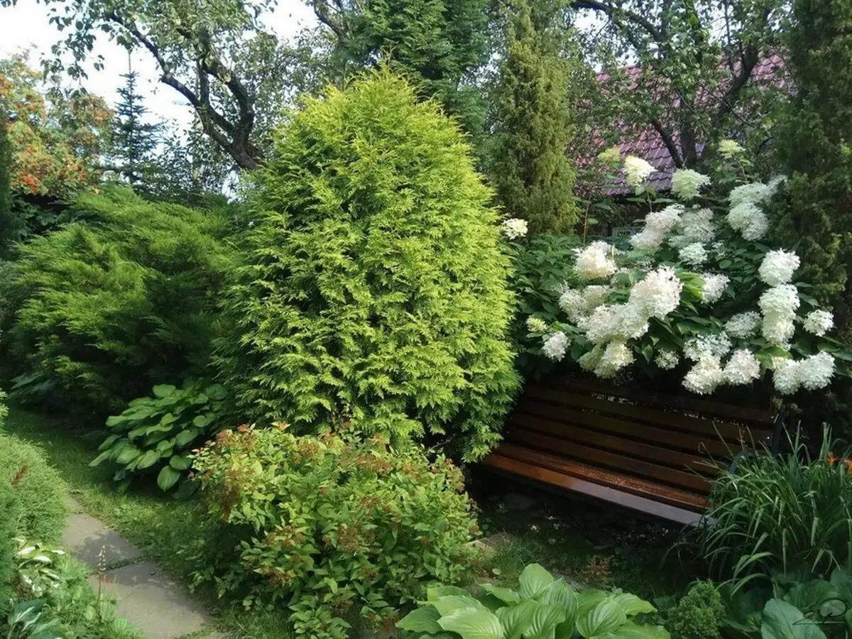 Què fer amb un jardí abandonat per convertir-se en una decoració dacha: 3 idees 3171_23