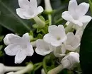 Il giardino è a casa: 9 migliori piante da interno in fiore con nomi e foto 3186_11