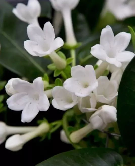 Hagen er hjemme: 9 beste blomstrende innendørs planter med navn og bilder 3186_14