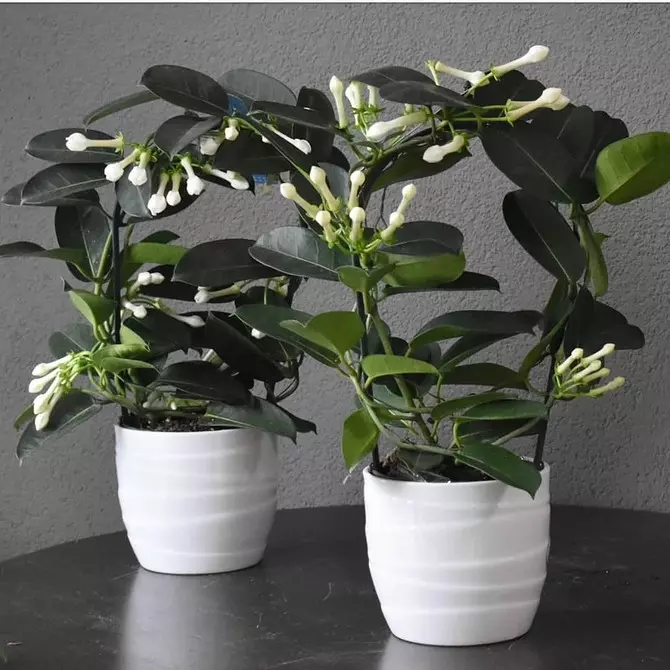 Lorategia etxean dago: 9 Indoor Landare Blooming Onenen izenak eta argazkiak 3186_15