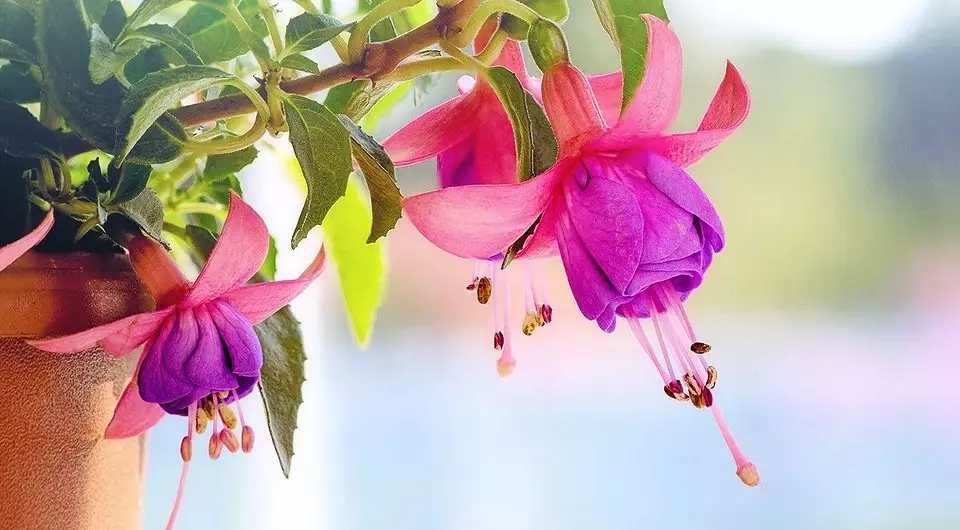 Il giardino è a casa: 9 migliori piante da interno in fiore con nomi e foto 3186_19