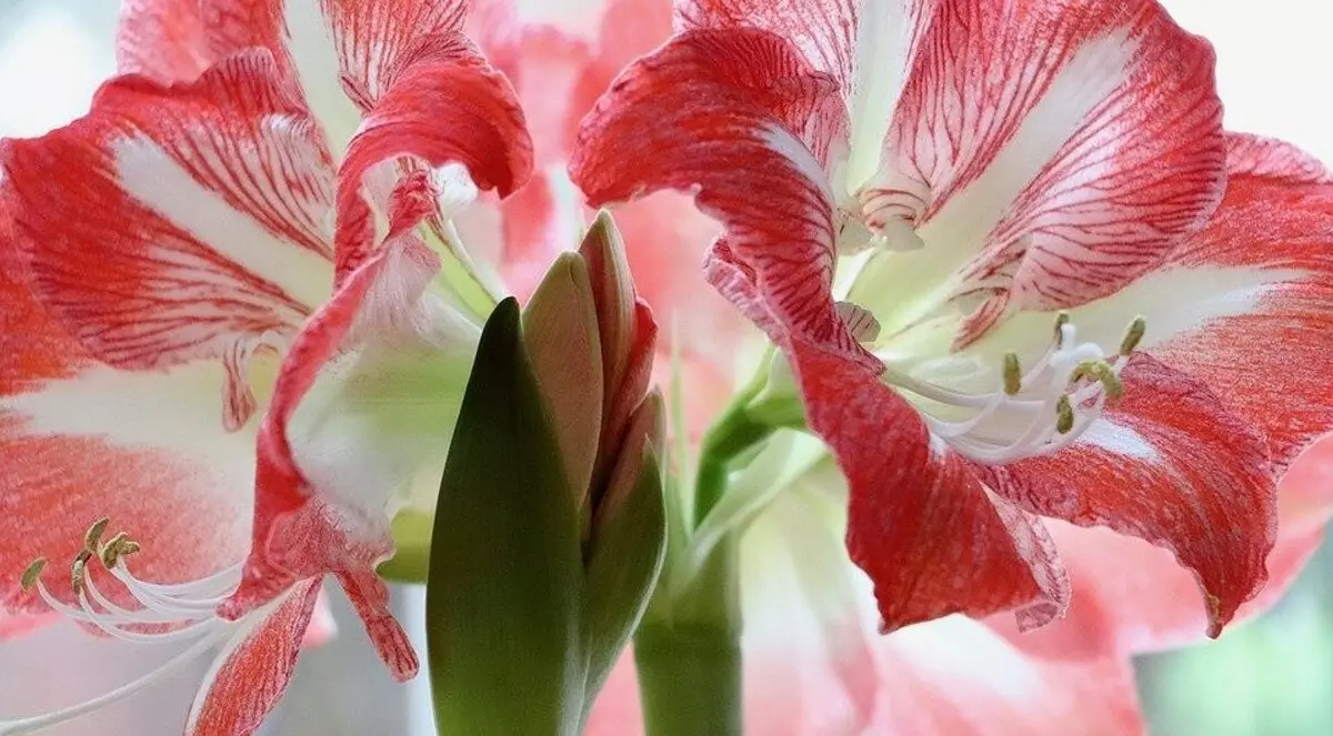 Hagen er hjemme: 9 beste blomstrende innendørs planter med navn og bilder 3186_23