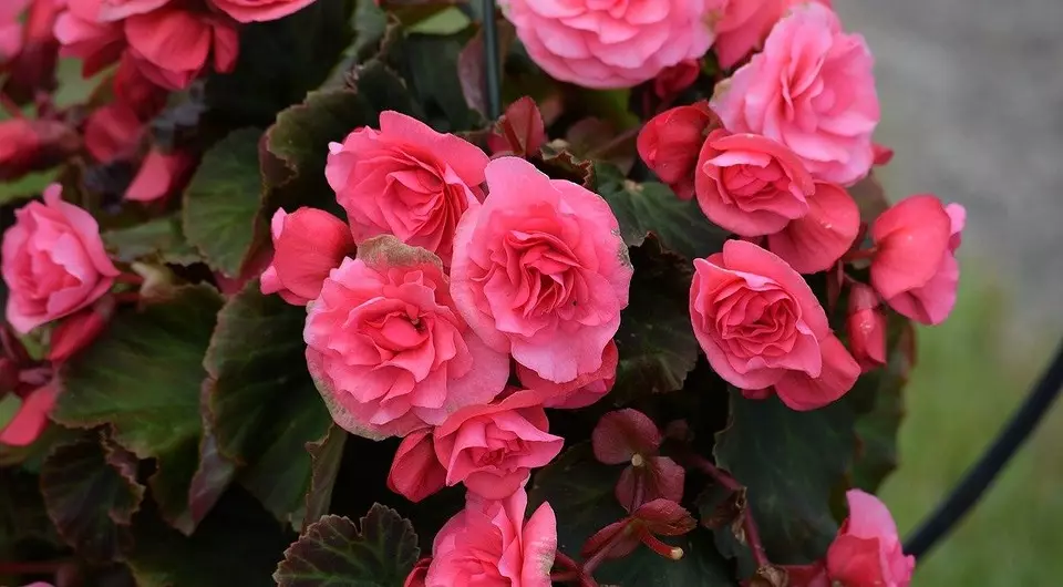 Il giardino è a casa: 9 migliori piante da interno in fiore con nomi e foto 3186_25