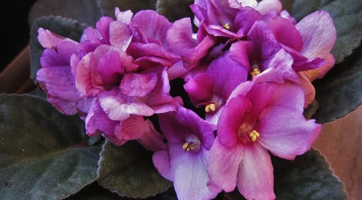 Il giardino è a casa: 9 migliori piante da interno in fiore con nomi e foto 3186_29