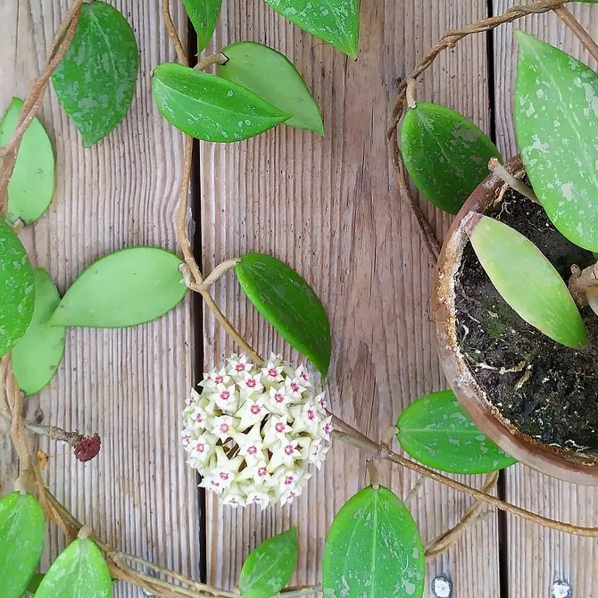 Il giardino è a casa: 9 migliori piante da interno in fiore con nomi e foto 3186_6