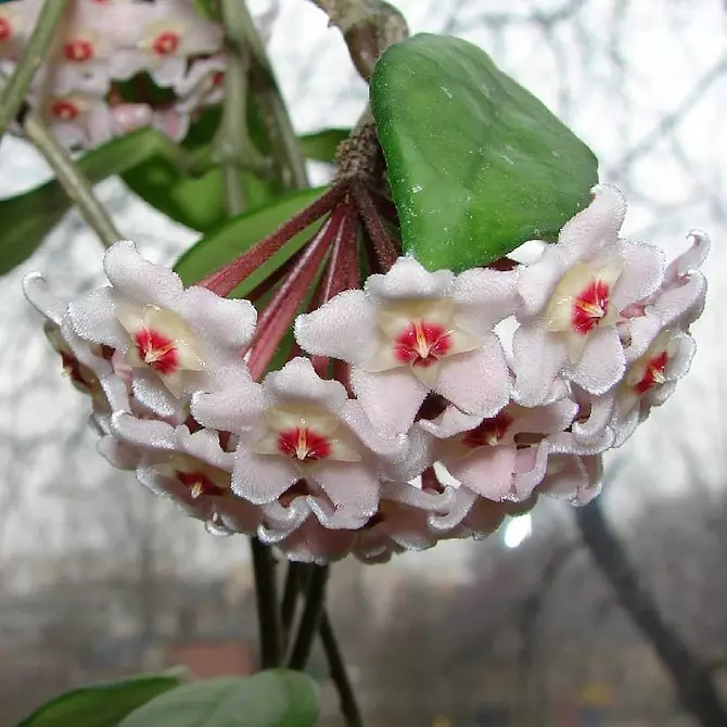 Il giardino è a casa: 9 migliori piante da interno in fiore con nomi e foto 3186_8