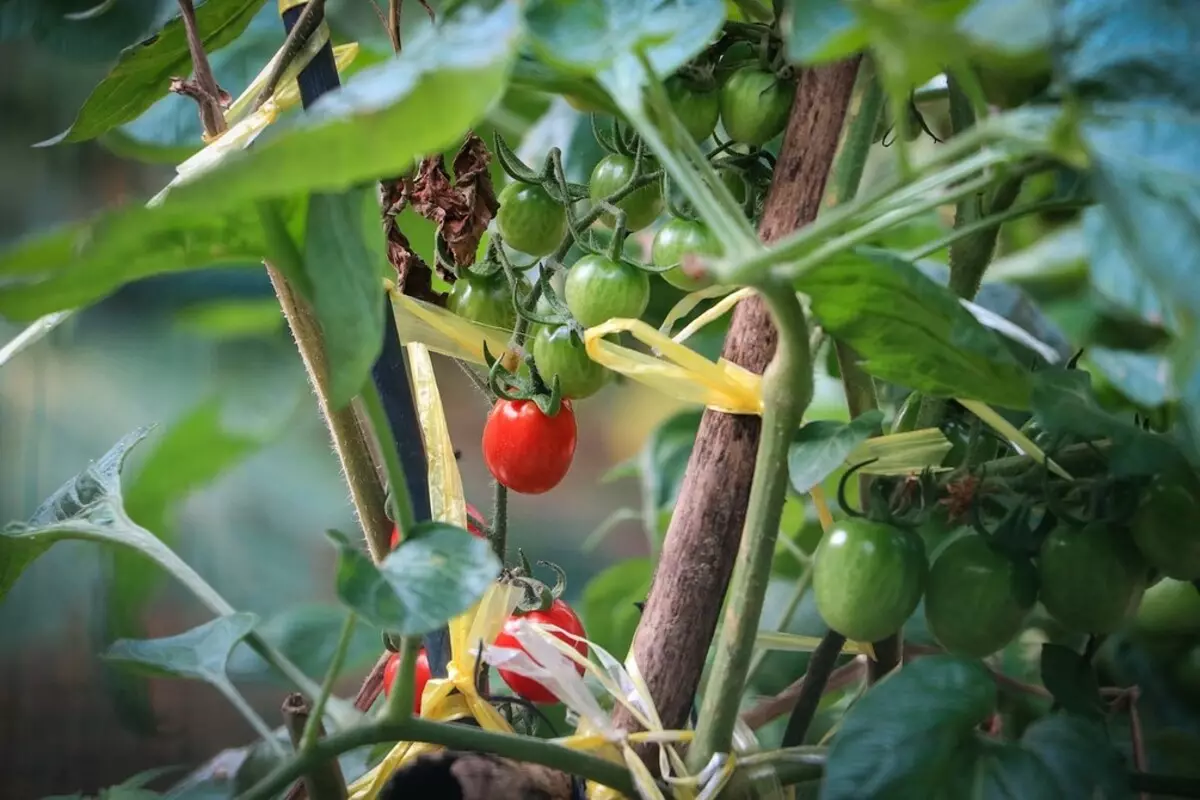 9 Hama dan penyakit paling umum tanaman kebun (dan apa yang harus dilakukan dengan mereka) 3203_25