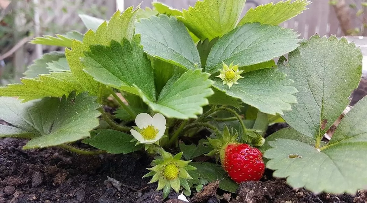 4 typer senger under jordbær og deres riktige forberedelse på våren med egne hender 3260_3