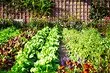 Vir onervare tuiniers: 5 wenke oor hoe om jou eerste tuin te skep
