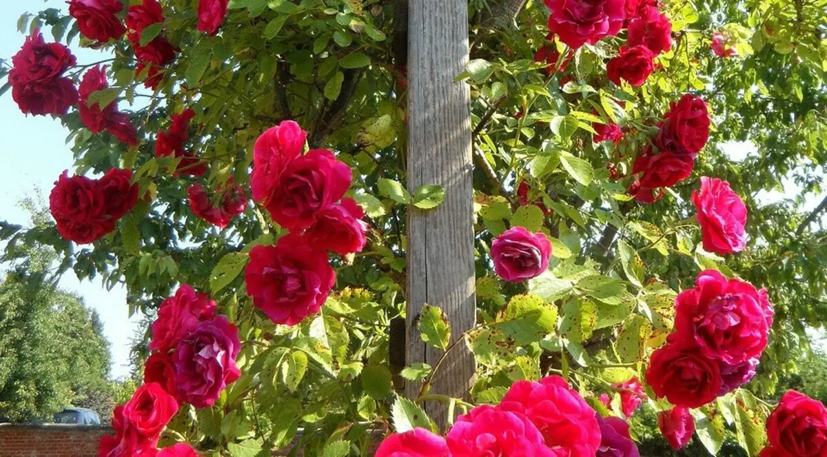 Ад выбару месца да сыходу: правільная пасадка плетистой ружы вясной у адкрыты грунт 3294_7