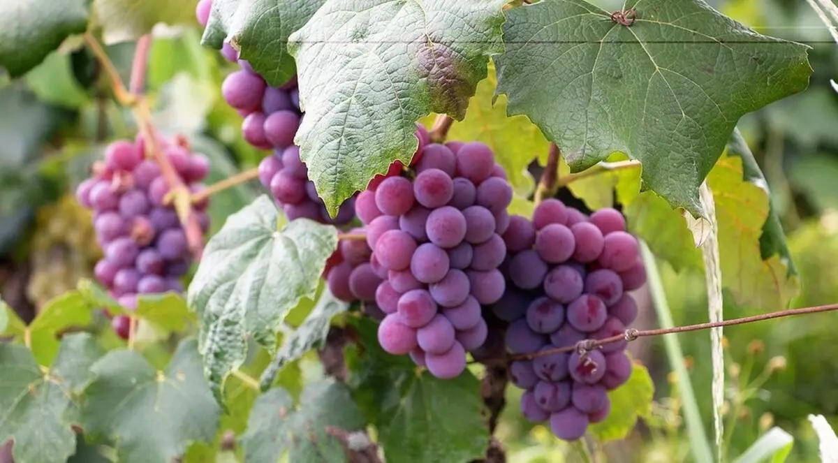 Tanan bahin sa landing grape cuttings sa tingpamulak sa bukas nga yuta 3299_3