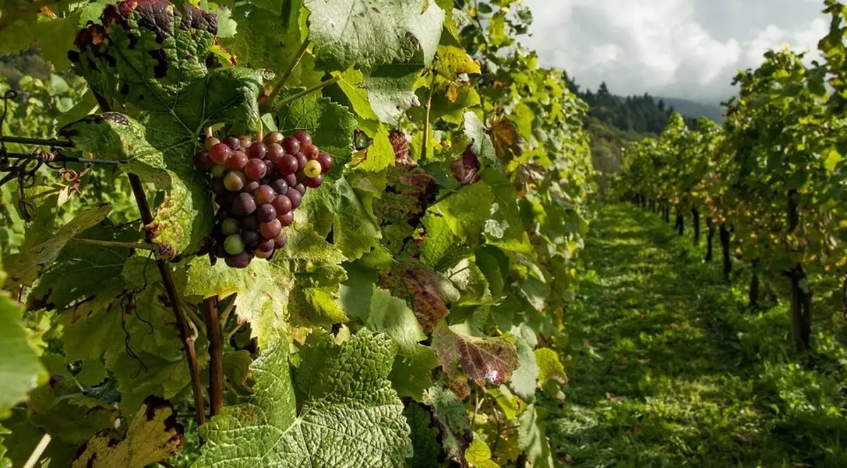 Todo sobre los recortes de uva de aterrizaje en primavera en tierra abierta 3299_7