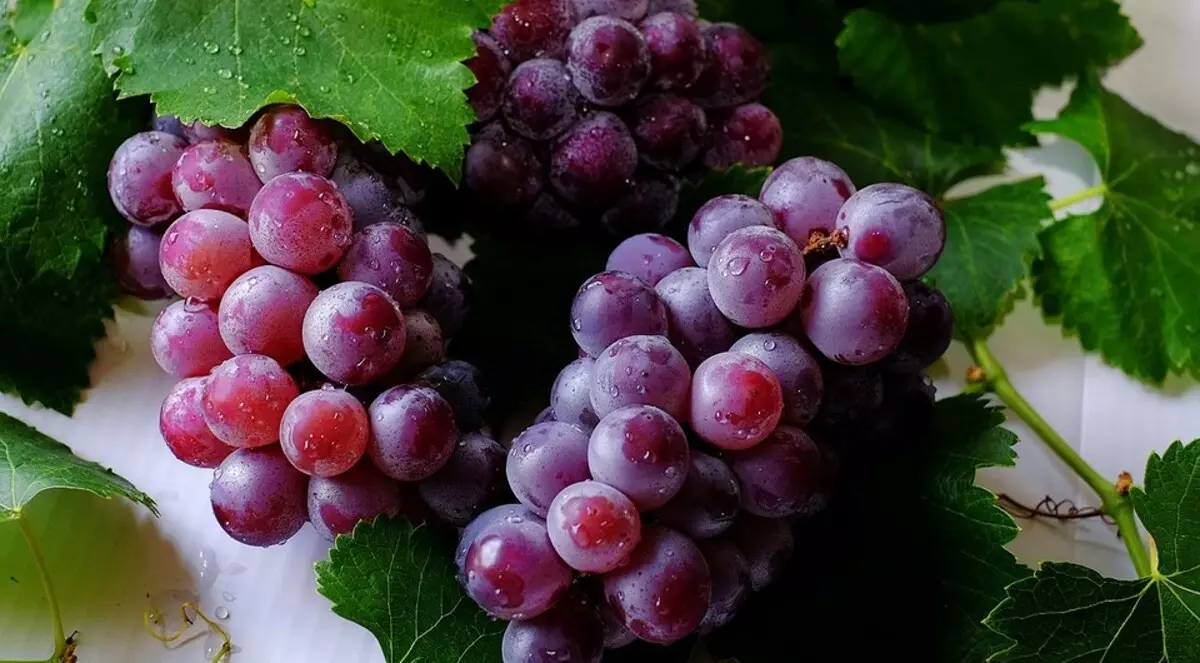 Semua tentang stek grape pendaratan di musim semi di tanah terbuka 3299_9