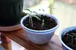 Etu ị ga - esi mee ka ọ bụrụ arịọrọ maka seedlings na windowsill dome ya onwe gị: ntuziaka abụọ dị mfe