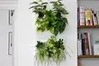 6 spektakulære innendørs planter for en liten leilighet