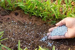 Anong mga mineral fertilizers ang nagdadala sa tagsibol: isang detalyadong gabay sa pamamagitan ng mga uri ng droga 3354_1
