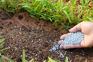 Mineral gübreler ilkbaharda ne getirdi: Uyuşturucu türlerine göre ayrıntılı bir rehber 3354_1