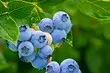 Ang labing kompleto nga panudlo sa mga landing blueberries sa nasud