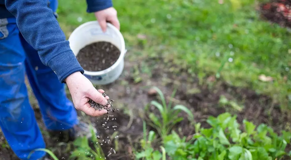 Que fertilizantes minerais trazem na primavera: um guia detalhado por tipos de drogas 3354_15