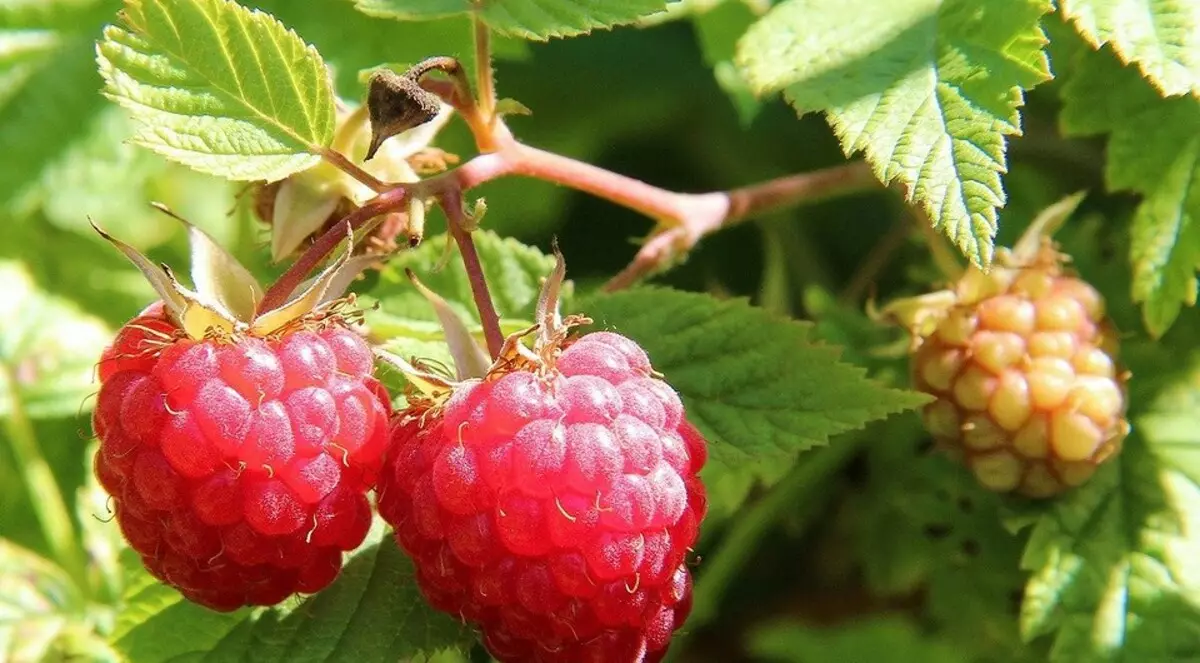 Que fertilizantes minerais trazem na primavera: um guia detalhado por tipos de drogas 3354_18