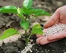 What mineral fertilizers bring in spring: a detailed guide by types of drugs 3354_3