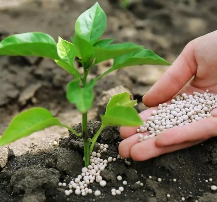 Qué fertilizantes minerales traen en primavera: una guía detallada por tipos de medicamentos 3354_5