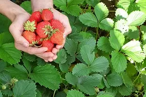 所有关于在开放地上的草莓着陆和春季照顾 3365_1
