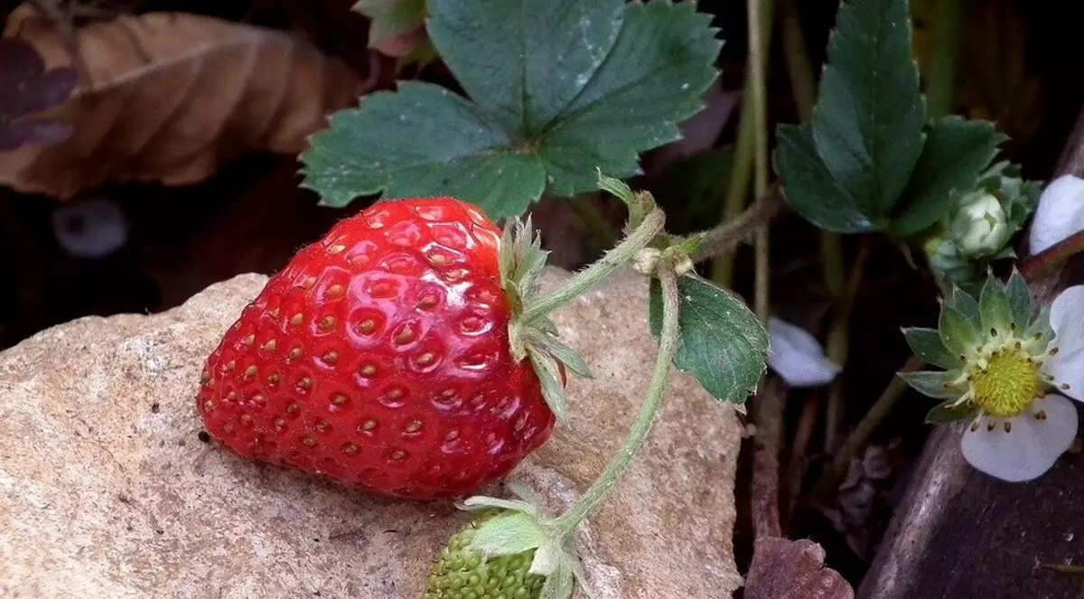 所有關於在開放地上的草莓著陸和春季照顧 3365_10