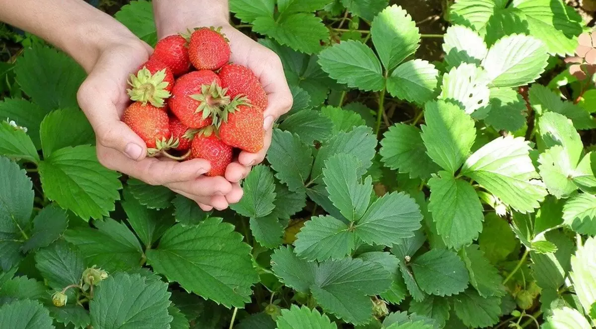 Alles über Landung und Frühjahrspflege für Erdbeere im Freien