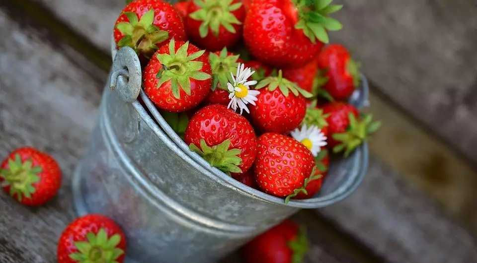 Semua tentang pendaratan dan penjagaan musim bunga untuk strawberi di tanah terbuka 3365_3
