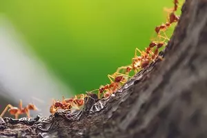 Ako sa zbaviť červených mravcov na záhrade av dome 3392_1