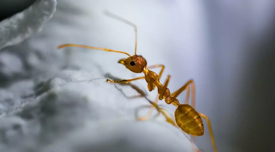 Kako se znebiti rdečih mravljev na vrtu in v hiši 3392_10