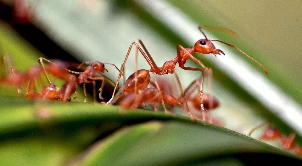 Како се ослободити црвених мрава на башти и у кући 3392_12