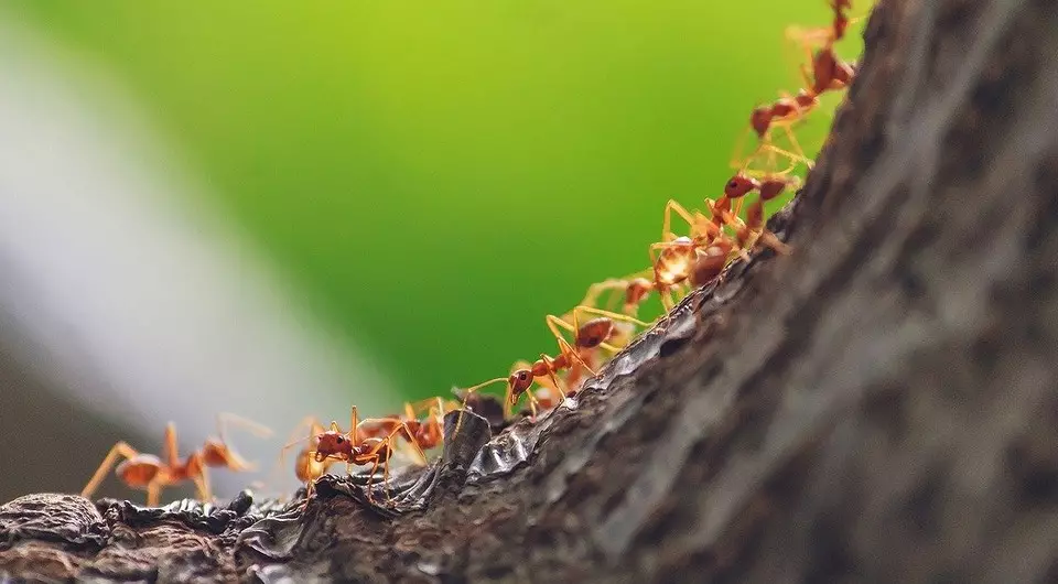 Како се ослободити црвених мрава на башти и у кући