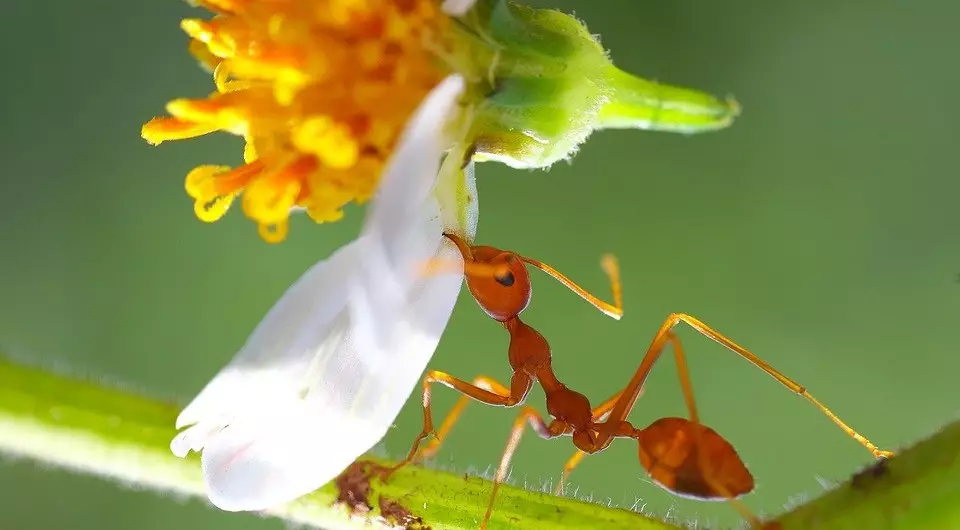 Kako se znebiti rdečih mravljev na vrtu in v hiši 3392_3