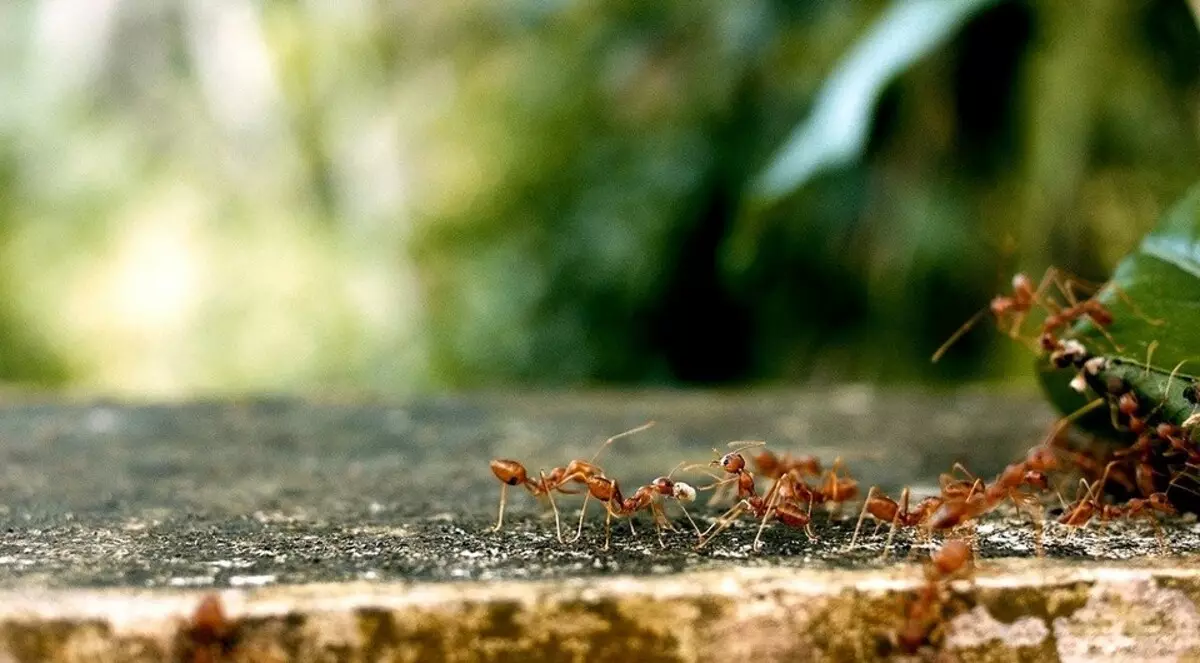 Wie man rote Ameisen auf dem Garten und im Haus loswerden 3392_5